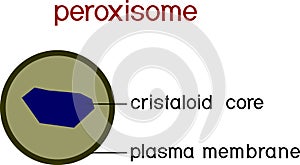 Structure of peroxisome. Educational material for biology lesson photo